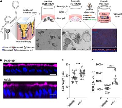 Human Breast Milk Enhances Intestinal Mucosal Barrier Function and Innate Immunity in a Healthy Pediatric Human Enteroid Model